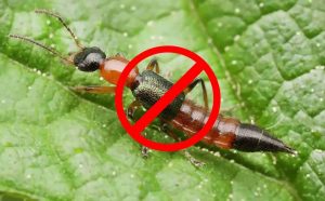 Cách xử lý tốt nhất khi bị kiến ba khoang đốt!