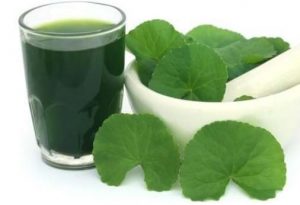 Rau má – thảo dược từ dân gian giúp trị sẹo hiệu quả