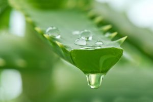 Những cách trị thâm mụn bằng nha đam hiệu quả, nhanh chóng