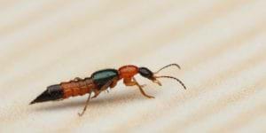 Nọc độc do kiến đốt làm cho vùng da bị đốt sau khi khỏi sẽ chuyển thành sẹo thâm.