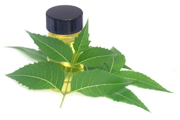 Muốn da đẹp thì phải biết 5 tác động tuyệt vời của chiết xuất lá Neem đã được công nhận toàn thế giới