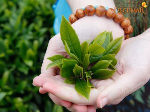 Cẩm nang điều trị mụn ẩn cùng với lá trà xanh cấp tốc