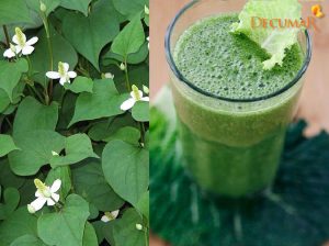 5 cách trị sẹo thâm bằng rau diếp cá nhanh chóng, đơn giản