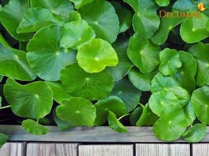 Hướng dẫn trị sẹo thâm ở chân LÂU NĂM bằng rau má HIỆU QUẢ nhất