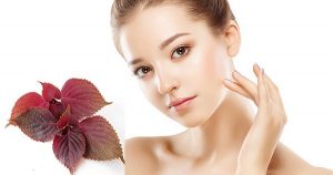 Lá tía tô trị mụn trứng cá có thực sự hiệu quả như lời đồn ?